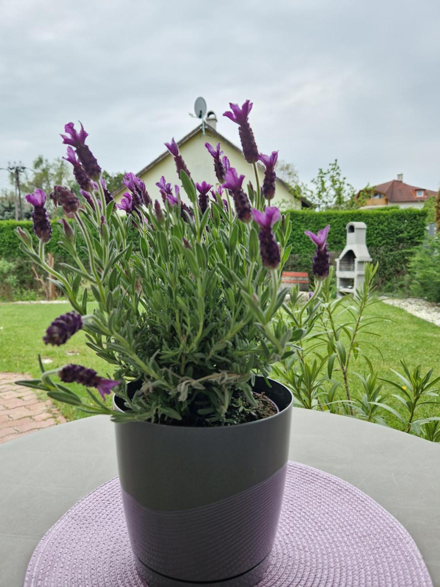 Balaton Apartman Fuered バラトンフレド エクステリア 写真